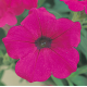 Петунія ампельна Opera Supreme F1 Purple, 100 шт, Takii seed