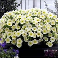 Петунія ампельна Opera Supreme F1 Lemon, 5 шт, Takii seed