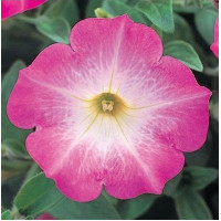 Петунія ампельна Opera Supreme F1 Pink Morn, 5 шт, Takii seed
