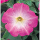 Петунія ампельна Opera Supreme F1 Pink Morn, 1000 шт, Takii seed