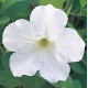 Петунія ампельна Opera Supreme F1 White, 25 шт, Takii seed