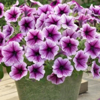 Петунія ампельна Opera Supreme F1 Purple Vein, 5 шт, Takii seed