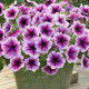 Петунія ампельна Opera Supreme F1 Purple Vein, 5 шт, Takii seed