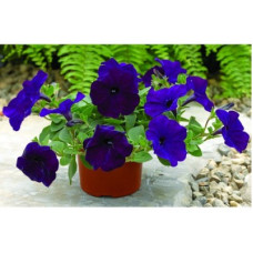 Петуния Ramblin™ F1 Nu Blue