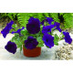 Петуния Ramblin™ F1 Nu Blue