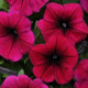 Петуния SHOCK WAVE®F1 DEEP PURPLE