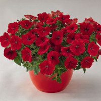 Петунія ампельна SUCCESS!™ TR Red, 5 шт, Benary