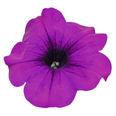 Петуния SUCCESS!™ TR Violet