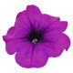 Петуния SUCCESS!™ TR Violet