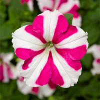 Петунія ампельна Skybox™ Rose Star, 5 шт, Syngenta 