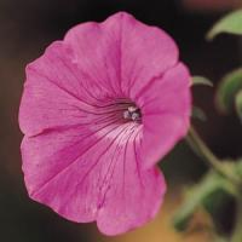 Петунія ампельна TIDAL WAVE® F1 HOT PINK, 100 шт, PanAmerican