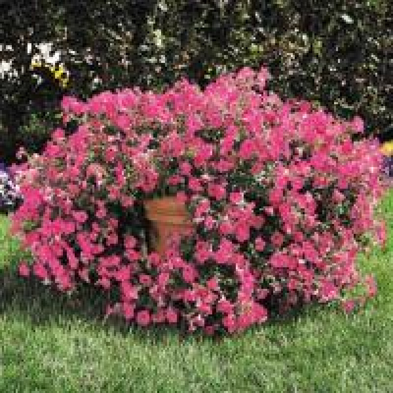 Петунія ампельна TIDAL WAVE® F1 HOT PINK, 25 шт, PanAmerican