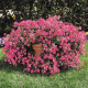 Петунія ампельна TIDAL WAVE® F1 HOT PINK, 25 шт, PanAmerican