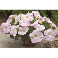 Петуния Ramblin™ F1 Lilac Glo