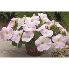 Петуния Ramblin™ F1 Lilac Glo