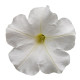 Петунія ампельна BOOM!™ TR White 25 шт, Benary