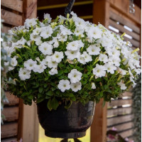 Петунія ампельна BOOM!™ TR White 25 шт, Benary