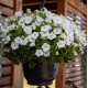 Петунія ампельна BOOM!™ TR White 25 шт, Benary