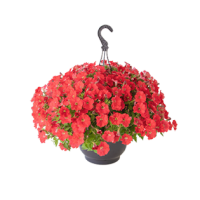 Петунія ампельна BOOM!™ TR Coral 5 шт, Benary