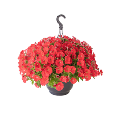 Петунія ампельна BOOM!™ TR Coral 5 шт, Benary