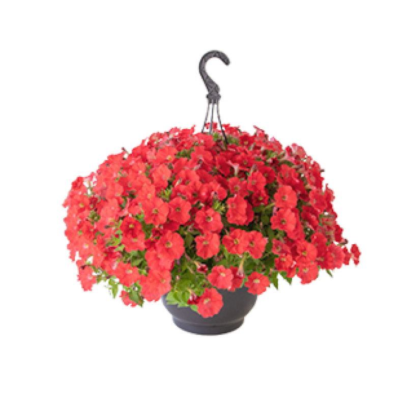 Петунія ампельна BOOM!™ TR Coral 500 шт, Benary