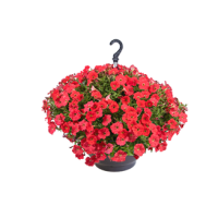 Петунія ампельна BOOM!™ TR Red 25 шт, Benary