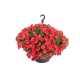 Петунія ампельна BOOM!™ TR Red 25 шт, Benary