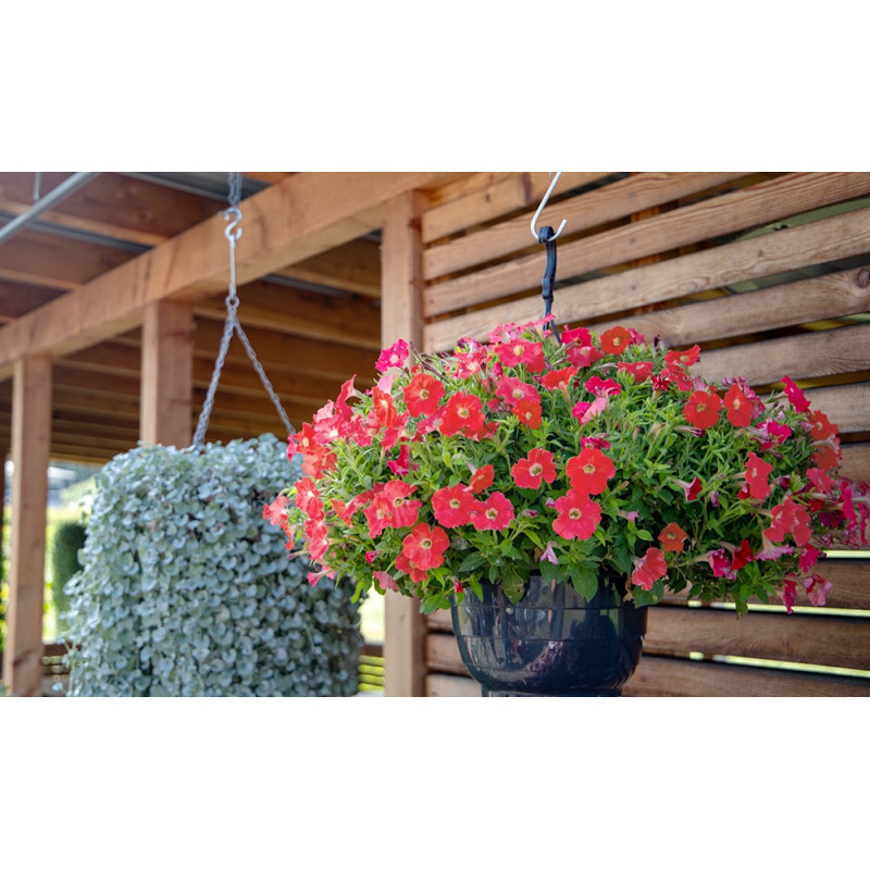 Петунія ампельна BOOM!™ TR Coral 500 шт, Benary