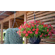 Петунія ампельна BOOM!™ TR Coral 500 шт, Benary