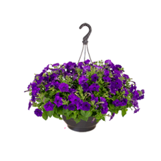 Петунія ампельна BOOM!™ TR Blue 5 шт, Benary