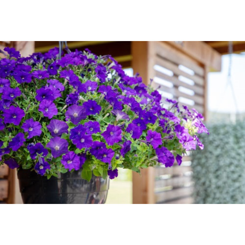Петунія ампельна BOOM!™ TR Blue 25 шт, Benary