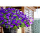 Петунія ампельна BOOM!™ TR Blue 25 шт, Benary