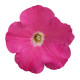 Петунія ампельна BOOM!™ TR Rose 100 шт, Benary