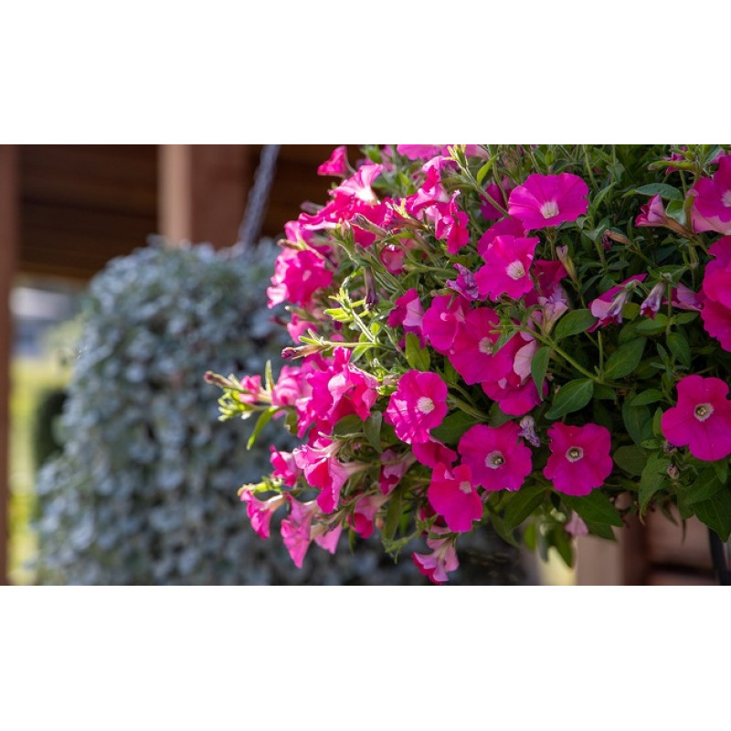 Петунія ампельна BOOM!™ TR Rose 100 шт, Benary