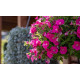 Петунія ампельна BOOM!™ TR Rose 100 шт, Benary
