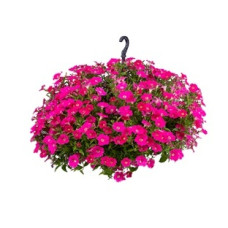 Петунія ампельна BOOM!™ TR Rose 5 шт, Benary