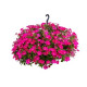 Петунія ампельна BOOM!™ TR Rose 100 шт, Benary