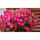 Петунія ампельна SUCCESS! TR Pink Morn 100 шт, Benary
