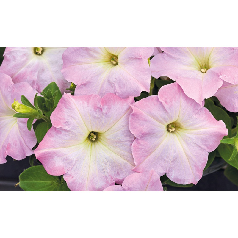 Петунія ампельна SUCCESS! TR Light Pink Morn 100 шт, Benary