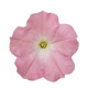 Петунія ампельна SUCCESS! TR Light Pink Morn 100 шт, Benary