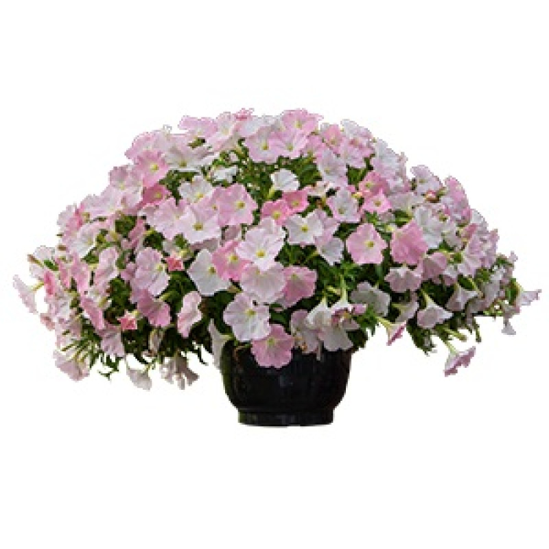 Петунія ампельна SUCCESS! TR Light Pink Morn 100 шт, Benary