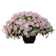 Петунія ампельна SUCCESS! TR Light Pink Morn 100 шт, Benary
