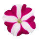 Петунія ампельна SUCCESS! TR Magenta Star 100 шт, Benary