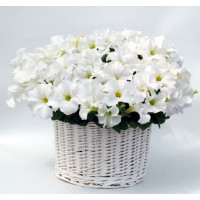 Петунія ампельна Capri F1 White, 10 шт, Farao
