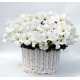Петунія ампельна Capri F1 White, 1000 шт, Farao