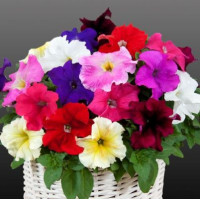 Петунія ампельна Capri F1 Mixed, 100 шт, Farao
