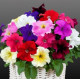 Петунія ампельна Capri F1 Mixed, 100 шт, Farao
