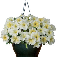 Петунія ампельна Capri F1 Yellow, 100 шт, Farao
