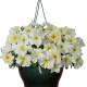 Петунія ампельна Capri F1 Yellow, 10 шт, Farao