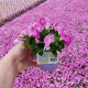 Петуния Capri F1 Deep Rose